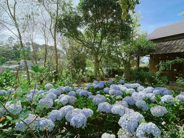 Blue hydrangea clusters in the garden with part of the house behind.
